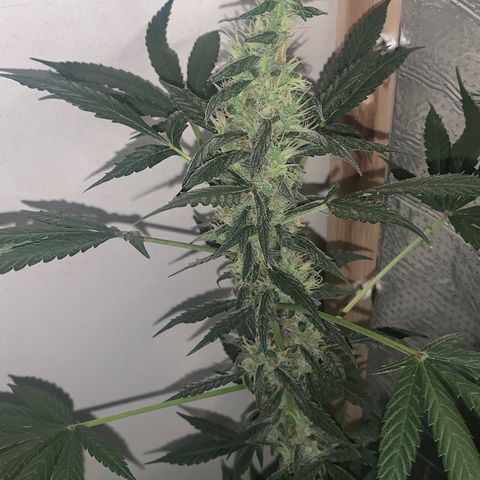 California O. G. x Manga Rosa Auto growlog timeline photo