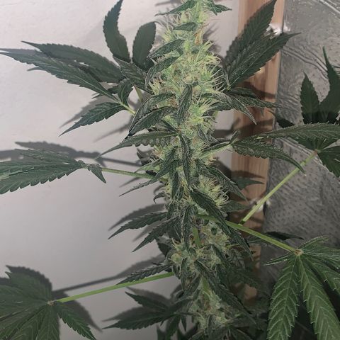 California O. G. x Manga Rosa Auto growlog timeline photo