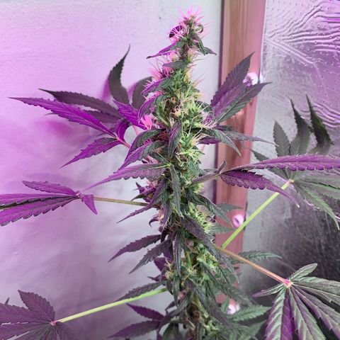 California O. G. x Manga Rosa Auto growlog timeline photo