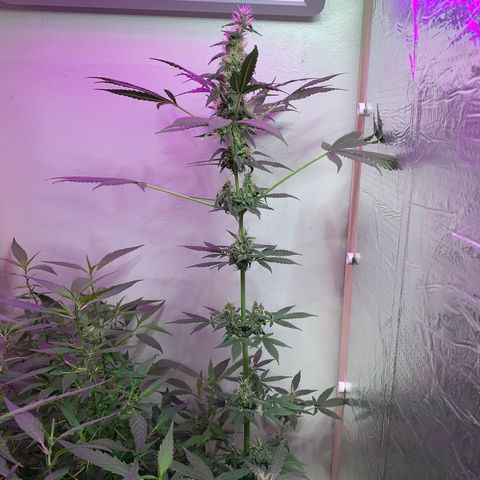 California O. G. x Manga Rosa Auto growlog timeline photo