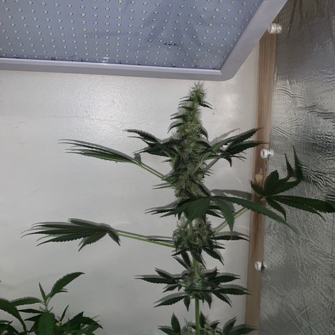 California O. G. x Manga Rosa Auto growlog timeline photo