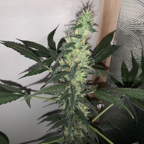 California O. G. x Manga Rosa Auto growlog timeline photo