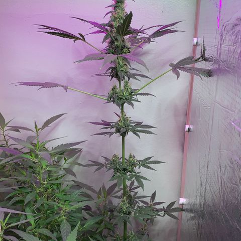 California O. G. x Manga Rosa Auto growlog timeline photo