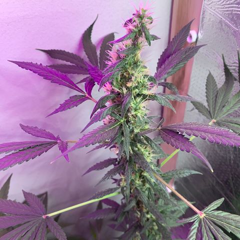 California O. G. x Manga Rosa Auto growlog timeline photo