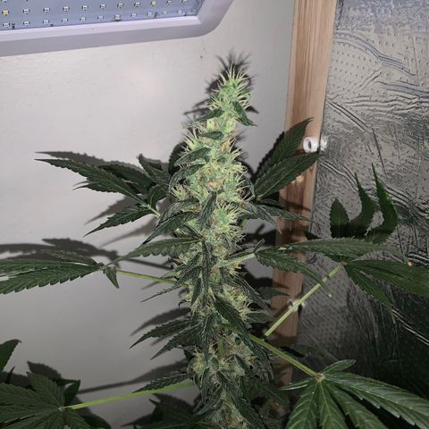 California O. G. x Manga Rosa Auto growlog timeline photo