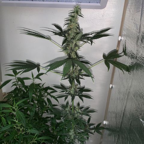 California O. G. x Manga Rosa Auto growlog timeline photo