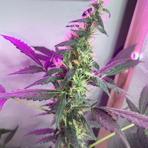 California O. G. x Manga Rosa Auto growlog timeline photo