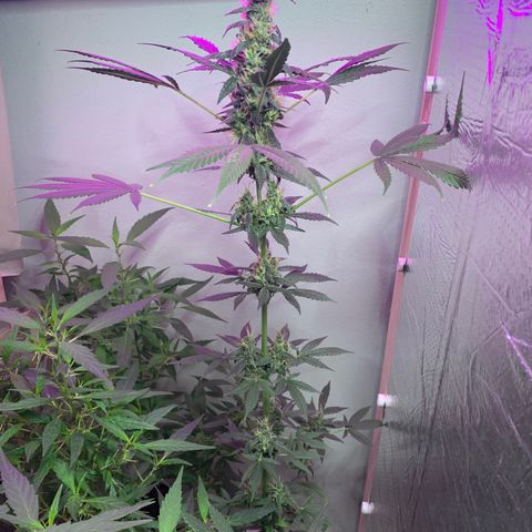 California O. G. x Manga Rosa Auto growlog timeline photo