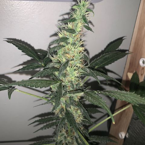 California O. G. x Manga Rosa Auto growlog timeline photo