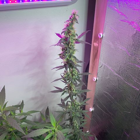 California O. G. x Manga Rosa Auto growlog timeline photo