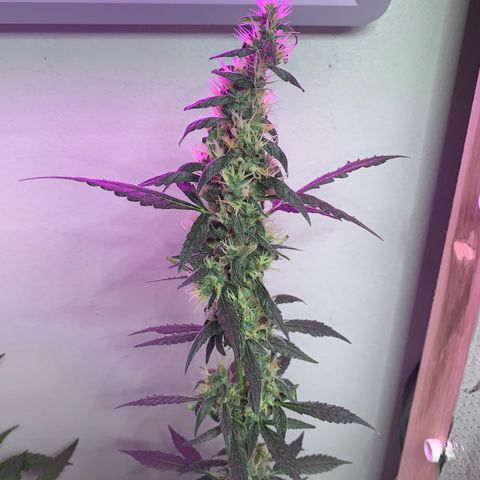 California O. G. x Manga Rosa Auto growlog timeline photo