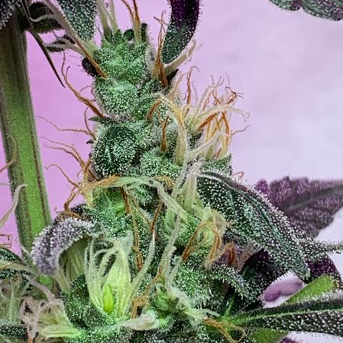 California O. G. x Manga Rosa Auto growlog timeline photo