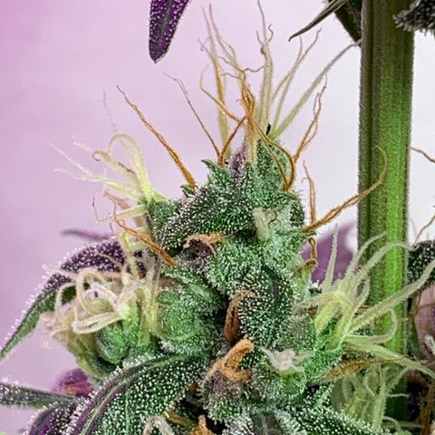 California O. G. x Manga Rosa Auto growlog timeline photo