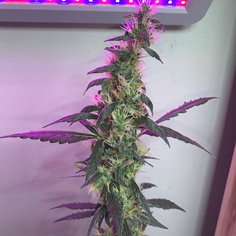 California O. G. x Manga Rosa Auto growlog timeline photo