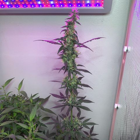 California O. G. x Manga Rosa Auto growlog timeline photo