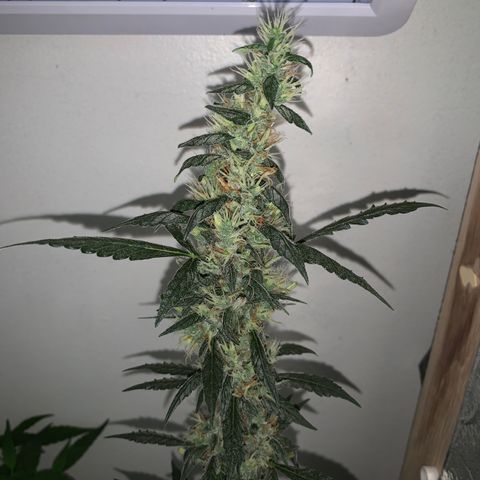 California O. G. x Manga Rosa Auto growlog timeline photo