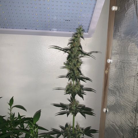 California O. G. x Manga Rosa Auto growlog timeline photo