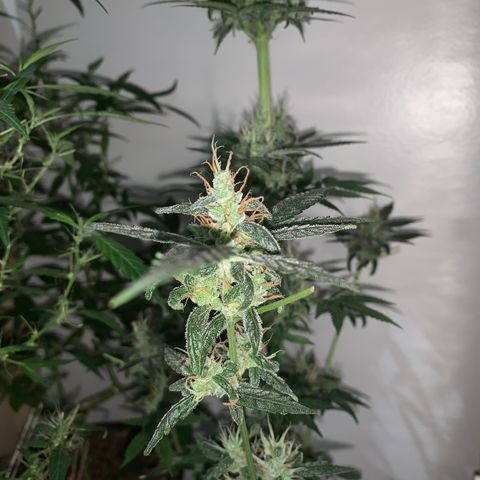 California O. G. x Manga Rosa Auto growlog timeline photo