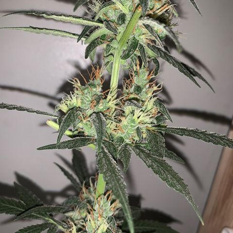 California O. G. x Manga Rosa Auto growlog timeline photo