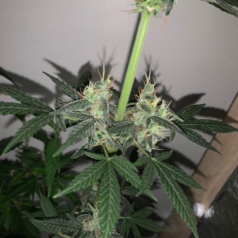 California O. G. x Manga Rosa Auto growlog timeline photo