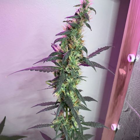 California O. G. x Manga Rosa Auto growlog timeline photo