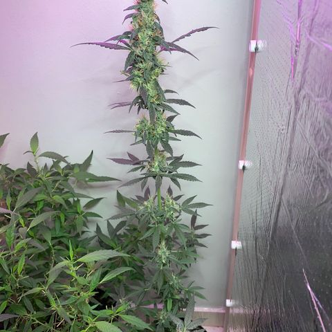 California O. G. x Manga Rosa Auto growlog timeline photo