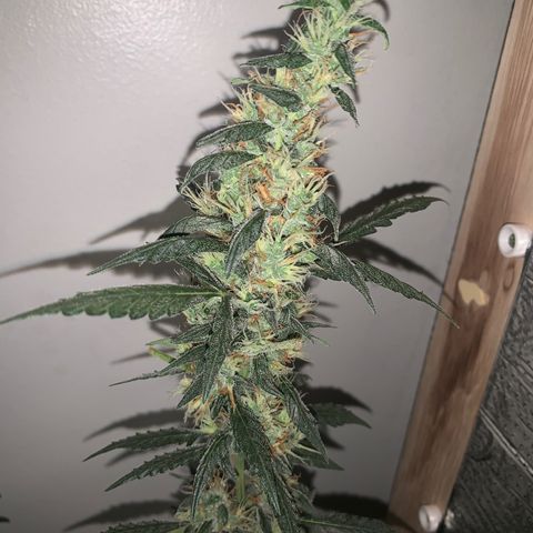 California O. G. x Manga Rosa Auto growlog timeline photo