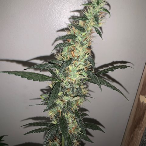 California O. G. x Manga Rosa Auto growlog timeline photo