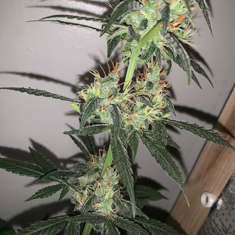 California O. G. x Manga Rosa Auto growlog timeline photo