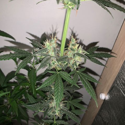 California O. G. x Manga Rosa Auto growlog timeline photo