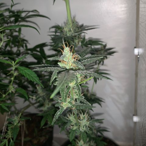 California O. G. x Manga Rosa Auto growlog timeline photo