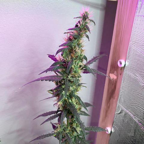 California O. G. x Manga Rosa Auto growlog timeline photo