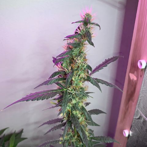California O. G. x Manga Rosa Auto growlog timeline photo