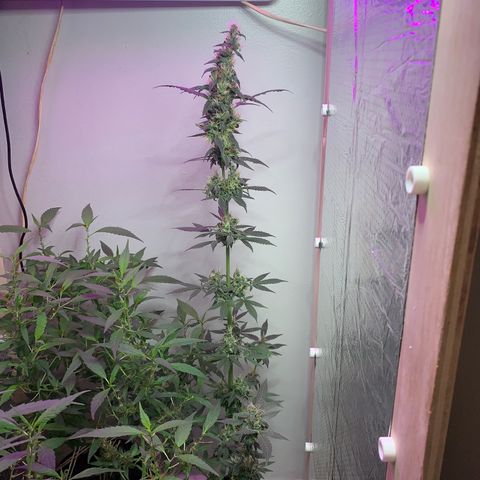 California O. G. x Manga Rosa Auto growlog timeline photo