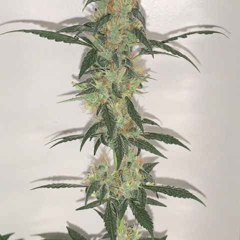 California O. G. x Manga Rosa Auto growlog timeline photo