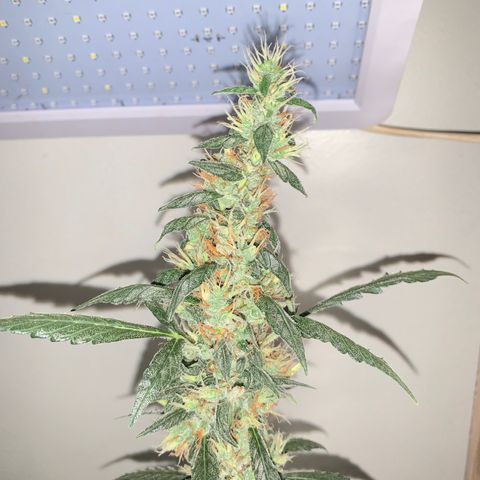 California O. G. x Manga Rosa Auto growlog timeline photo
