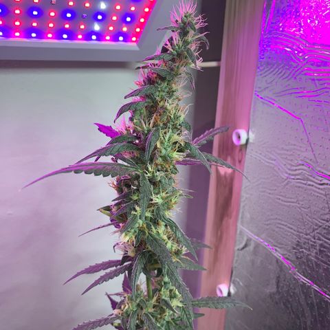 California O. G. x Manga Rosa Auto growlog timeline photo