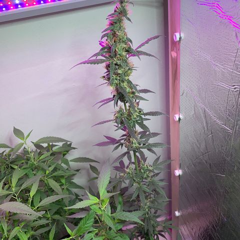 California O. G. x Manga Rosa Auto growlog timeline photo