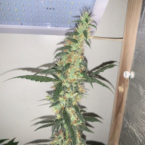 California O. G. x Manga Rosa Auto growlog timeline photo