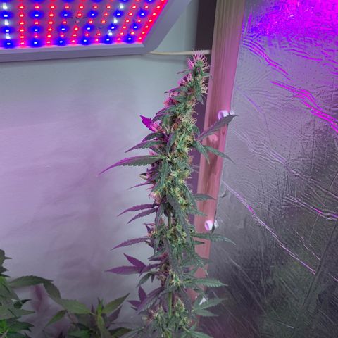 California O. G. x Manga Rosa Auto growlog timeline photo