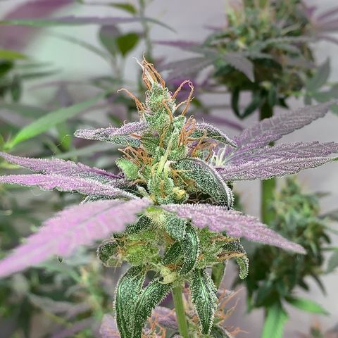 California O. G. x Manga Rosa Auto growlog timeline photo