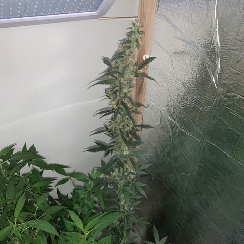 California O. G. x Manga Rosa Auto growlog timeline photo