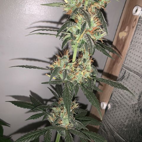 California O. G. x Manga Rosa Auto growlog timeline photo