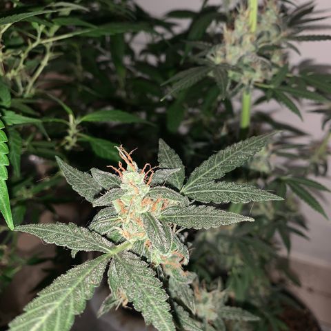California O. G. x Manga Rosa Auto growlog timeline photo