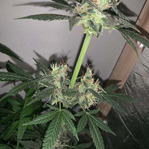 California O. G. x Manga Rosa Auto growlog timeline photo