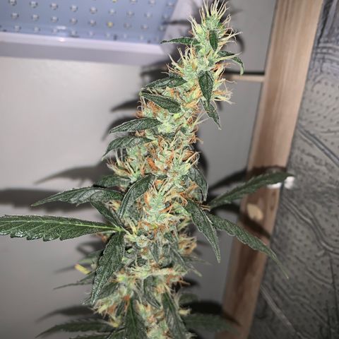 California O. G. x Manga Rosa Auto growlog timeline photo
