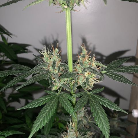 California O. G. x Manga Rosa Auto growlog timeline photo