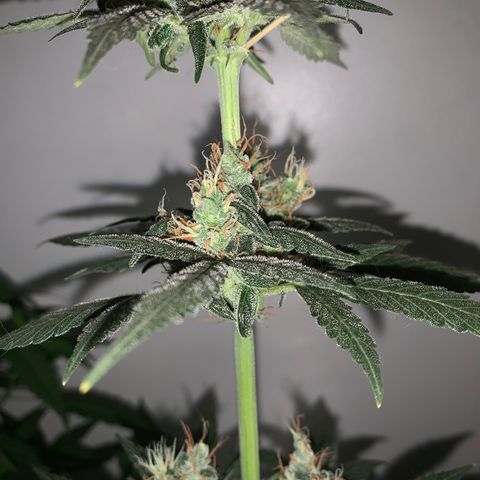 California O. G. x Manga Rosa Auto growlog timeline photo