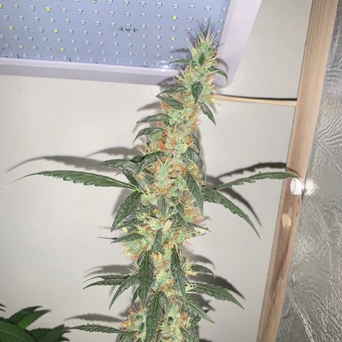 California O. G. x Manga Rosa Auto growlog timeline photo
