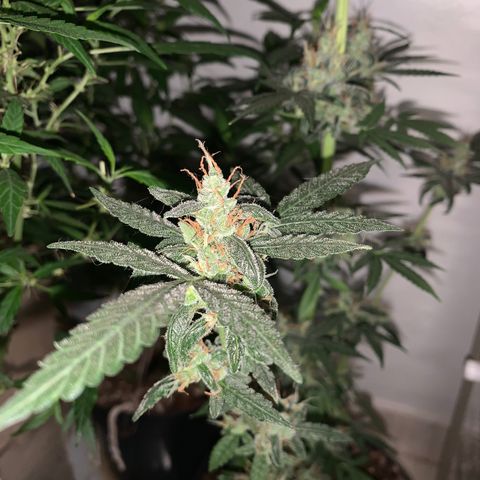 California O. G. x Manga Rosa Auto growlog timeline photo